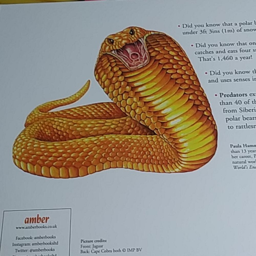 Predators Animal Book - Picture 4 of 4